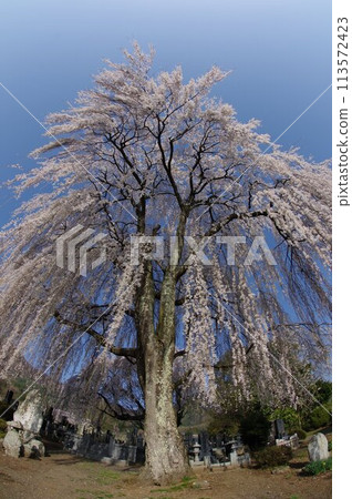 Shinshu, Azumino, Tatai district, large weeping cherry tree, famous cherry blossom spot in Azumino Shinshu, Azumino, Tatai district, large weeping cherry tree, famous cherry blossom spot in Azumino 113572423