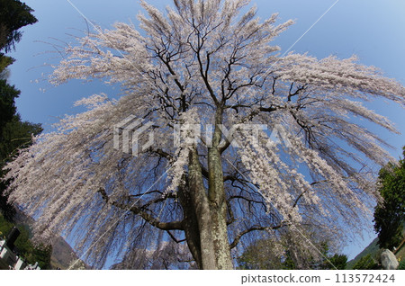 Shinshu, Azumino, Tatai district, large weeping cherry tree, famous cherry blossom spot in Azumino Shinshu, Azumino, Tatai district, large weeping cherry tree, famous cherry blossom spot in Azumino 113572424