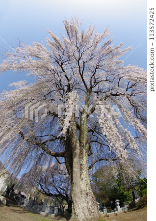 Shinshu, Azumino, Tatai district, large weeping cherry tree, famous cherry blossom spot in Azumino 113572425