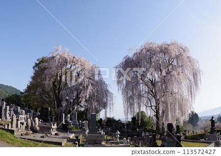 信州縣安曇野市太台地區的大型垂枝櫻花。 113572427