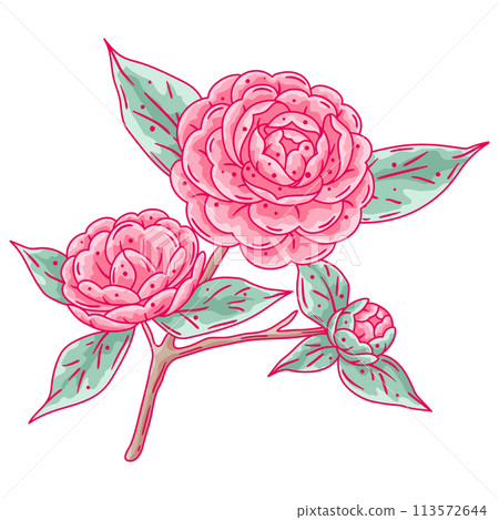 Illustration of camellia branch. Beautiful decorative plant. 113572644