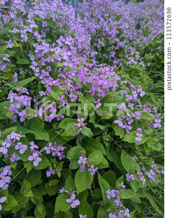 Purple flower Purple flower 113572696