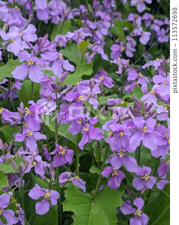 Purple flower Purple flower 113572698