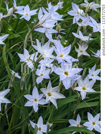 Light purple flowers 113572703