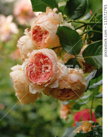 Apricot color roses Apricot color roses 113572765