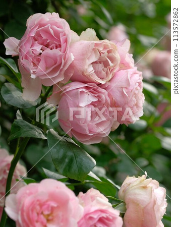 Rose of pink color Rose of pink color 113572862