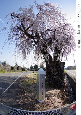 信州安曇野市南小倉的巨型垂淚豹樹。 113572902