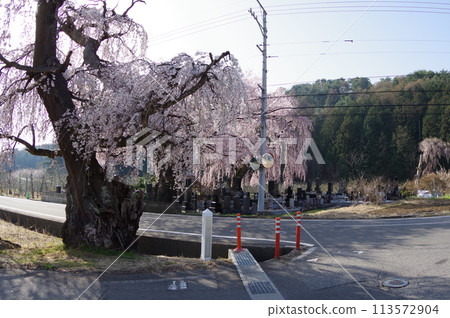 信州安曇野市南小倉的巨型垂淚豹樹。 113572904