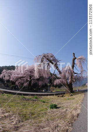 信州安曇野市南小倉的巨型垂淚豹樹。 信州安曇野市南小倉的巨型垂淚豹樹。 113572908
