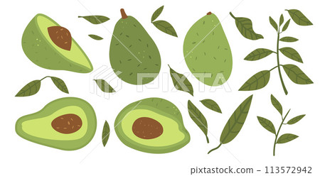 Avocado with leaves set isolated on white background. Whole and halved avocado and greens. Vector hand drawn illustration 113572942