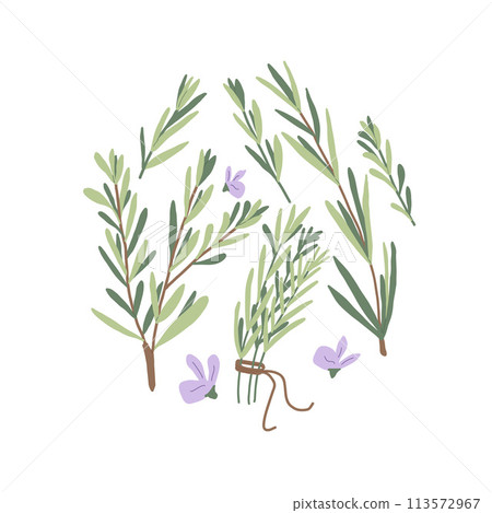 Rosemary circle emblem isolated on white background. Fresh herb branches with green leaves and rosemary flowers round composition. Vector hand drawn illustration. 113572967