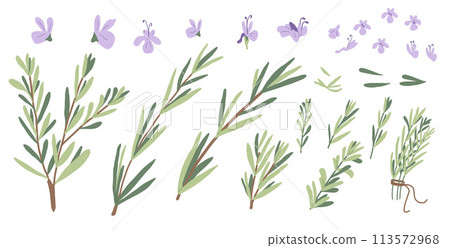 Rosemary set isolated on white background. Fresh herb branch with green leaves and rosemary flowers. Vector hand drawn flat illustration. Rosemary set isolated on white background. Fresh herb branch with green leaves and rosemary flowers. Vector hand drawn flat illustration. 113572968