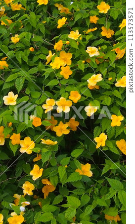 Yamaboki in full bloom Yamaboki in full bloom 113573571