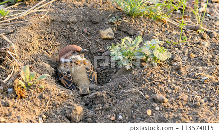A sparrow taking a sand bath in the sand of a field A sparrow taking a sand bath in the sand of a field 113574015