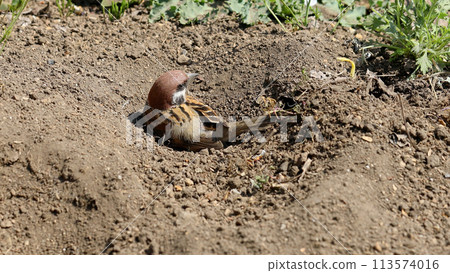 A sparrow taking a sand bath in the sand of a field A sparrow taking a sand bath in the sand of a field 113574016