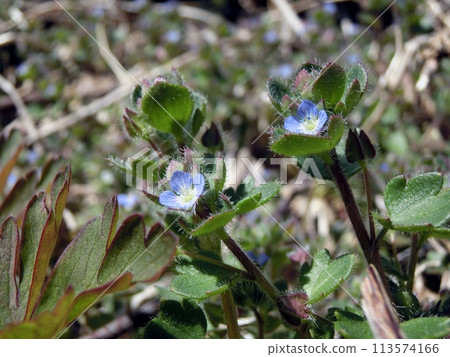Flowering lily (Toga, Oga City, 4/5) Flowering lily (Toga, Oga City, 4/5) 113574166