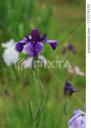 鳶尾花，淡紫色花朵 113574333