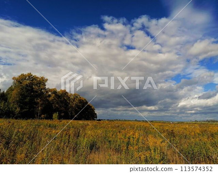 summer field summer field 113574352