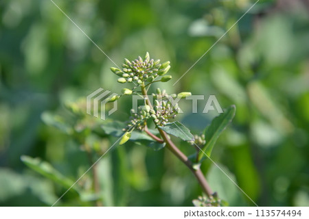 在諾拉布油菜花開花前，要注意觀察它們的花蕾。 113574494