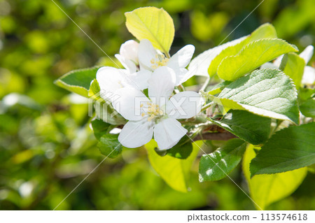 San Fuji Flowers (Apple Blossoms) 113574618