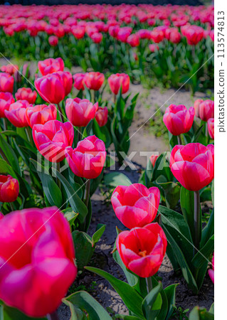 Tanto Town Tulip Festival 113574813