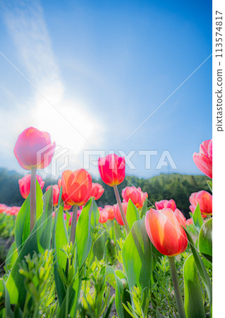 Tanto Town Tulip Festival 113574817
