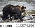 Brown bear catching salmon 113574859