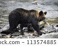 Brown bear catching salmon 113574885
