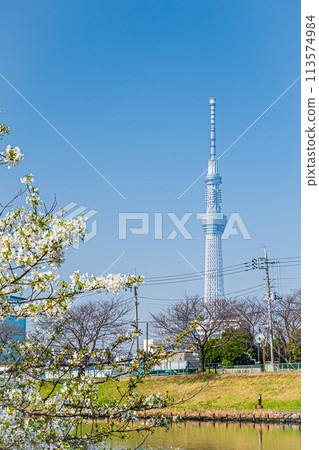 春天的天空樹 113574984