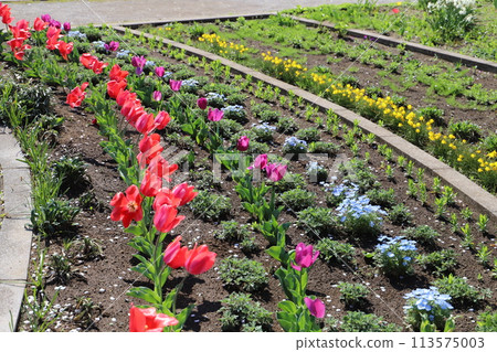 春天公園花壇盛開的紅色鬱金香、藍色粉蝶花和黃色襯裙水仙花 113575003