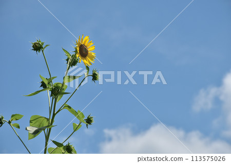 延伸到天空的向日葵 延伸到天空的向日葵 113575026