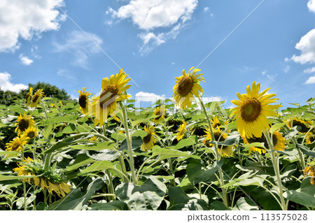 向日葵伸向夏日的天空 向日葵伸向夏日的天空 113575028