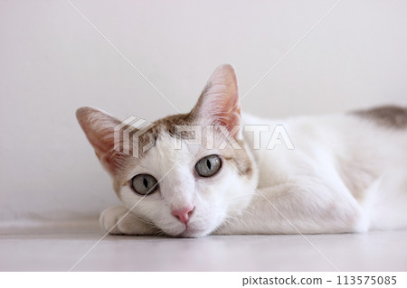 The cat lay on the floor in white room The cat lay on the floor in white room 113575085