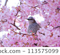 Brown-eared bulbul and cherry blossoms 113575099