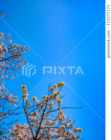 Sakura that shines in the blue sky 113575171