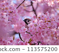 Cherry blossoms and sparrows 113575200