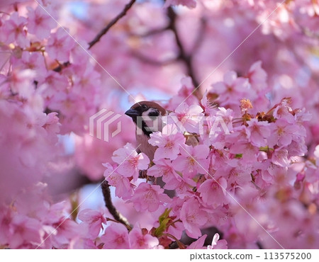 櫻花×麻雀 櫻花×麻雀 113575200