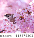 Cherry blossoms and sparrows 113575303