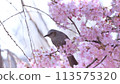 Sakura x Brown-eared Bulbul 113575320