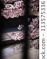 Cherry blossoms and fence 113575336