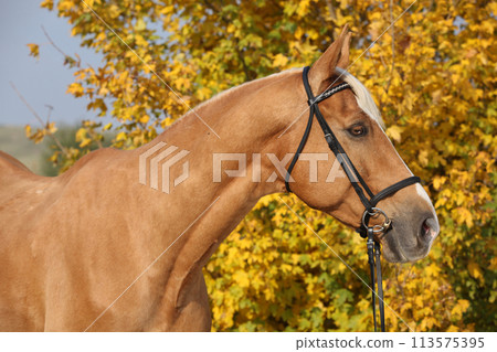 Amazing big warmblood in autumn 113575395