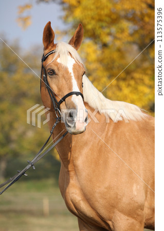 Amazing big warmblood in autumn Amazing big warmblood in autumn 113575396