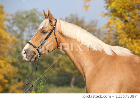 Amazing big warmblood in autumn Amazing big warmblood in autumn 113575397