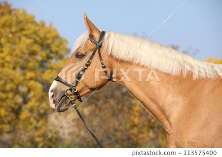 Amazing big warmblood in autumn Amazing big warmblood in autumn 113575400