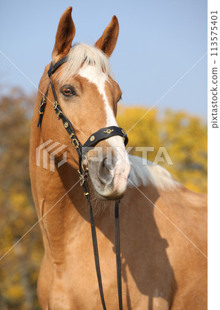 Amazing big warmblood in autumn Amazing big warmblood in autumn 113575401