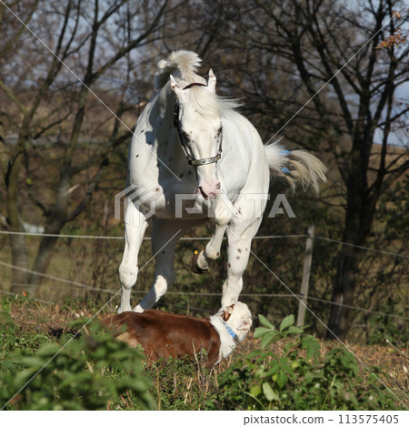 Appaloosa stallion attacking a dog 113575405