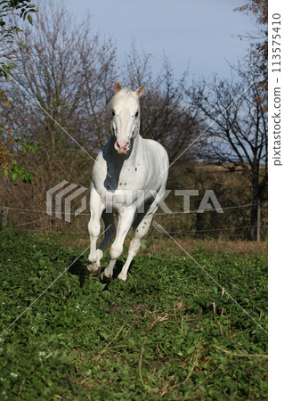 Appaloosa stallion running Appaloosa stallion running 113575410