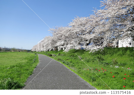 埼玉縣蓮田市元荒川河床公園的染井吉野櫻花在春天綻放 113575416