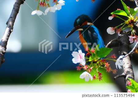 Spring cherry blossoms and kingfisher Spring cherry blossoms and kingfisher 113575494