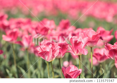 美麗的鬱金香花 113575547